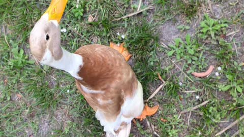 Taking Cooper the runner duck for a walk in the backyard