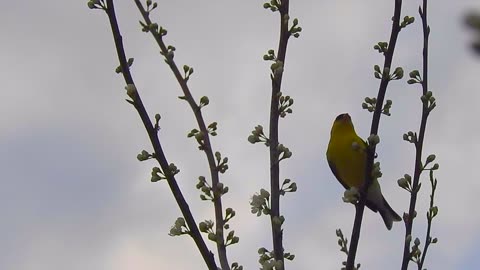 Incredible Nature in my Flowering Cherry Plum Trees -Butterflies I've Never seen