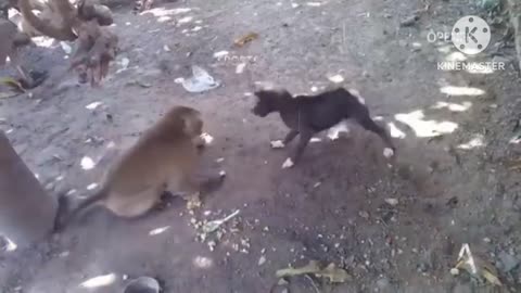 "Monkeying Around and Doggy Shenanigans: Hilarious Atrocities Compilation"