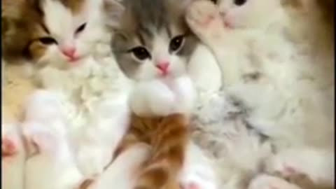 Kitten waiting mom