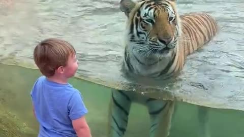 This child will remember this experience for a long time. 🐅