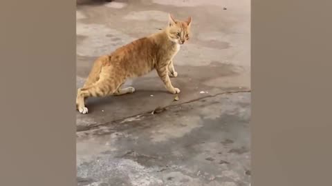 Cat Staring In Mirror😂