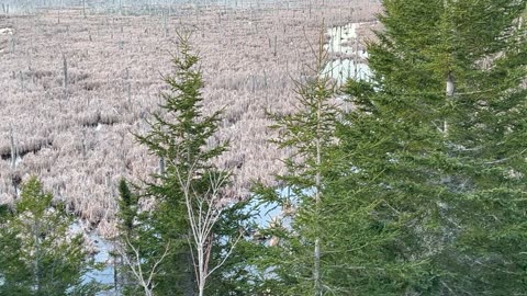 Large Swamp Along A 101 Highway