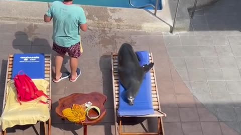 Sea Lion Takes Vacation As well.
