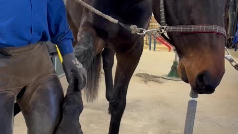 Farrier Has a New Apprentice