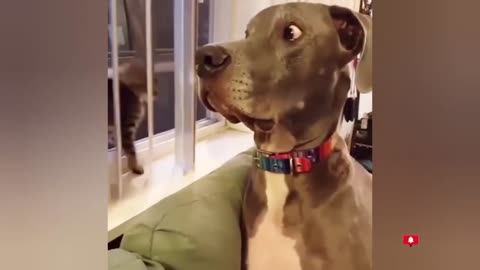 Funny CAT & DOG videos PART 43 🤣When you fall in love with cats❤️❤️