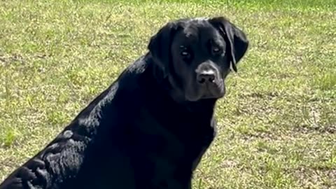 Black Lab Soaking In the Sun