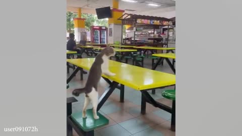 @Finniest Cats and Dogs Videos 😂 - Hilarious Animals2024