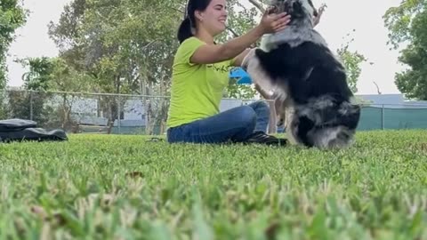 Dogtricks # dogtraining #cutdogvideo#doglover