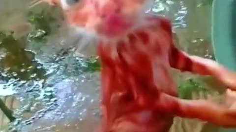 Why do cats hate hater : Cat vs Water! Funny cat videos