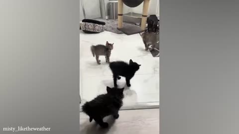 funny cats