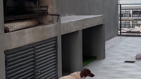 Chilly Dachshund Wears Blanket On Terrace