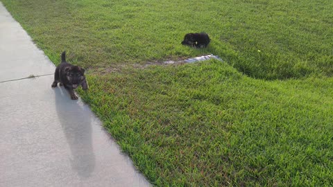 PUPPIES German Shepherd puppies playing with each other in the front yard Rome and Jules pups part 3