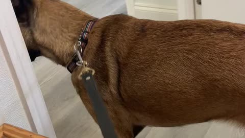 Belgian Malinois dog needs extra reassurance from owner at vets office.
