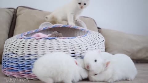 White $ kitten $ and $ white tiny bunnies It's so Сute