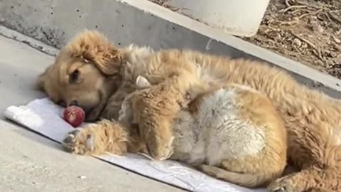 A Golden Retriever And Cat On The Street Live 😘Together