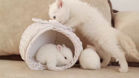 White ~ kitten and white tiny bunnies It's so Сute