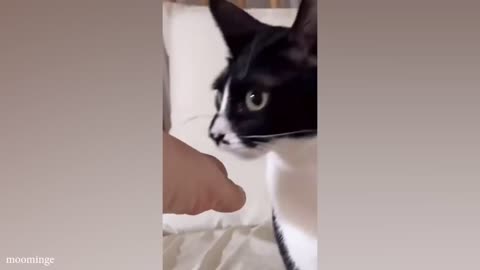 funny cats