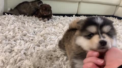 Best Bowtie Pomsky Love - Bandit, Banjo & Baloo Pomsky Pups Getting Cozy On The Fluffy Carpet