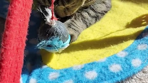 kitkit on the circus #SHORTS #Catlife #cat #catsofyoutube #catsvideo#catsofrumble