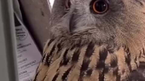funny cat owl reaction