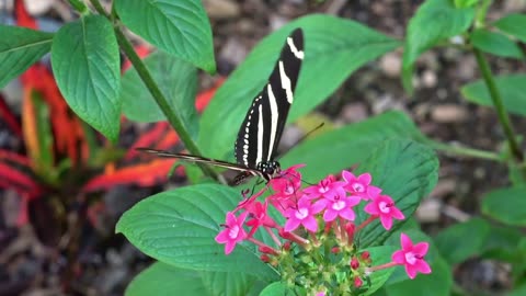 The World's most Amazing Butterflies