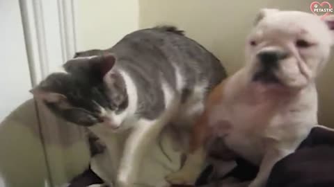 Cats and Dogs Fighting. Funny Cats And Dogs.
