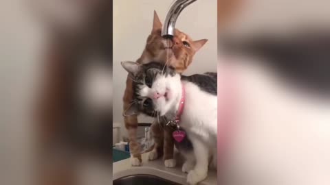 Catness Overload relaxing cat compilation