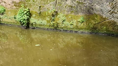 Moorhen And Young Moorhens In Great Britain