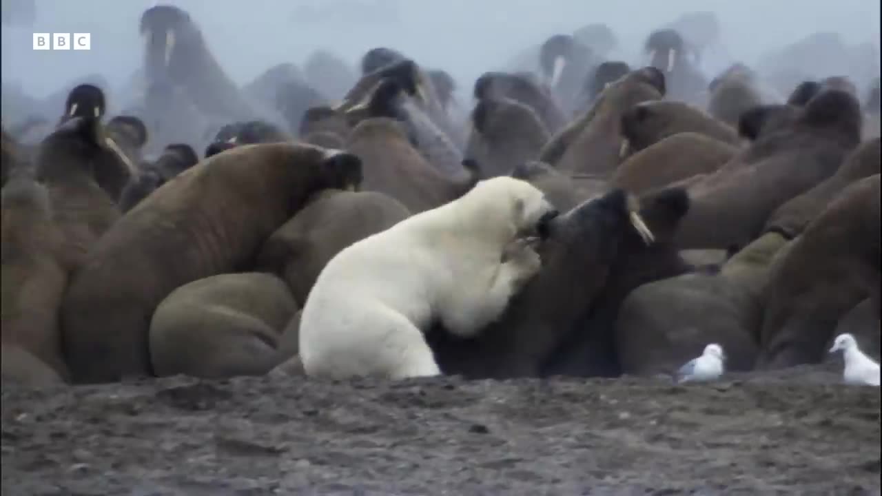 Greatest Fights in the Animal Kingdom- Part 3