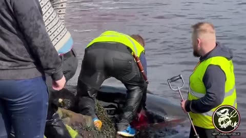 Danish Faroe Islands: 40 Pilot whales were killed in Blood-Sport