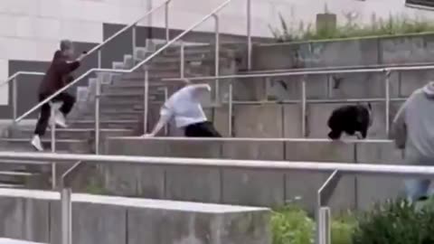 Parkour Guy Races Dog