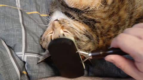 A Cat's Blissful Brushing Session