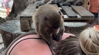 Monkey Jumps on Woman's Back at Monkey Beach