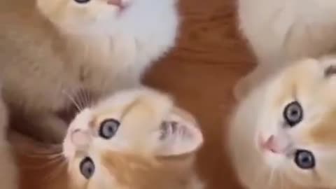 Cute Cats 😸 Cat Videos Compilation 😻 Funny Cats #shorts #cats