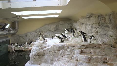 Penguins From World's Oldest Zoo Receive A Special Heart-Shaped Treat For Valentine's Day