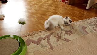 Adorable 18 week old Ragdoll Kitten Nerina playing - uncut