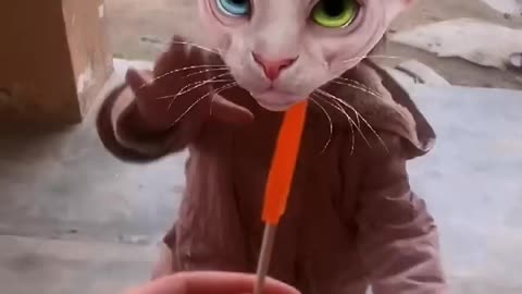 Orange icecream candy for cat girl baby Very