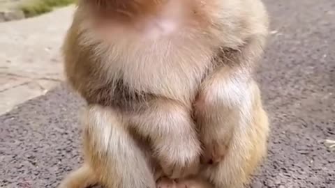 Adorable Baby Monkey Sitting 🐒