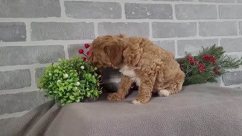 Axis - Micro Goldendoodle - Family Bred Puppies