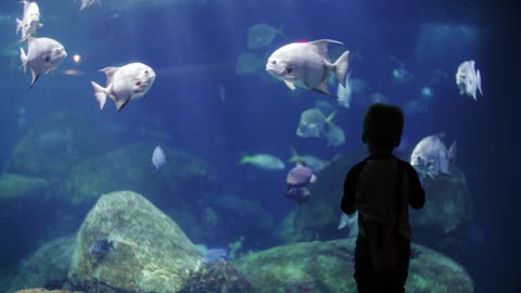Kid in Aquarium