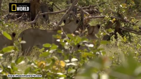 AMAZING LION ATTACKS BUFFALO, DEER ANIMAL ATTACKS VIDEO -THE ANIMAL WORLD