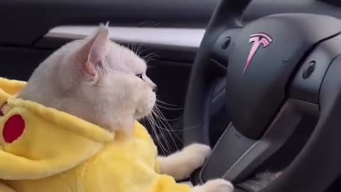 Cat drive a Car 🚗 Funny video 😂🤣 #shorts #shortvideo