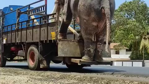 Elephant on the truck 🚛 #shorts