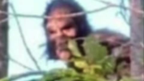 Mysterious 'Wild Man' Caught on Camera in British Columbia