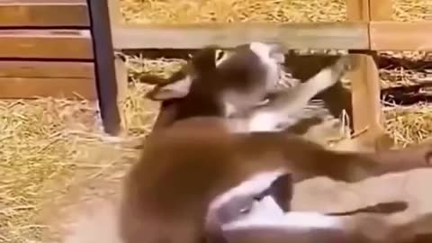 Funny animals/animal entertrainment