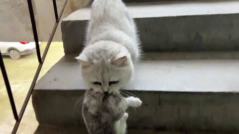 The mother cat took her favorite kitten to the stairs to have some alone time!