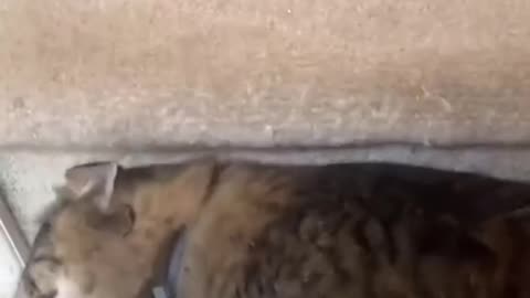 Part 3 | Funny cat videos