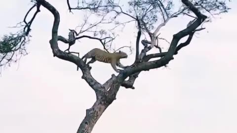 Leopard climbing for his food ..
