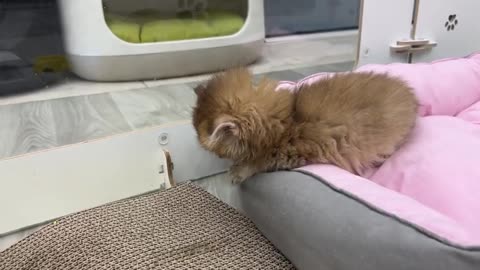 The most dangerous kitten in the world is preparing to catch his first mouse